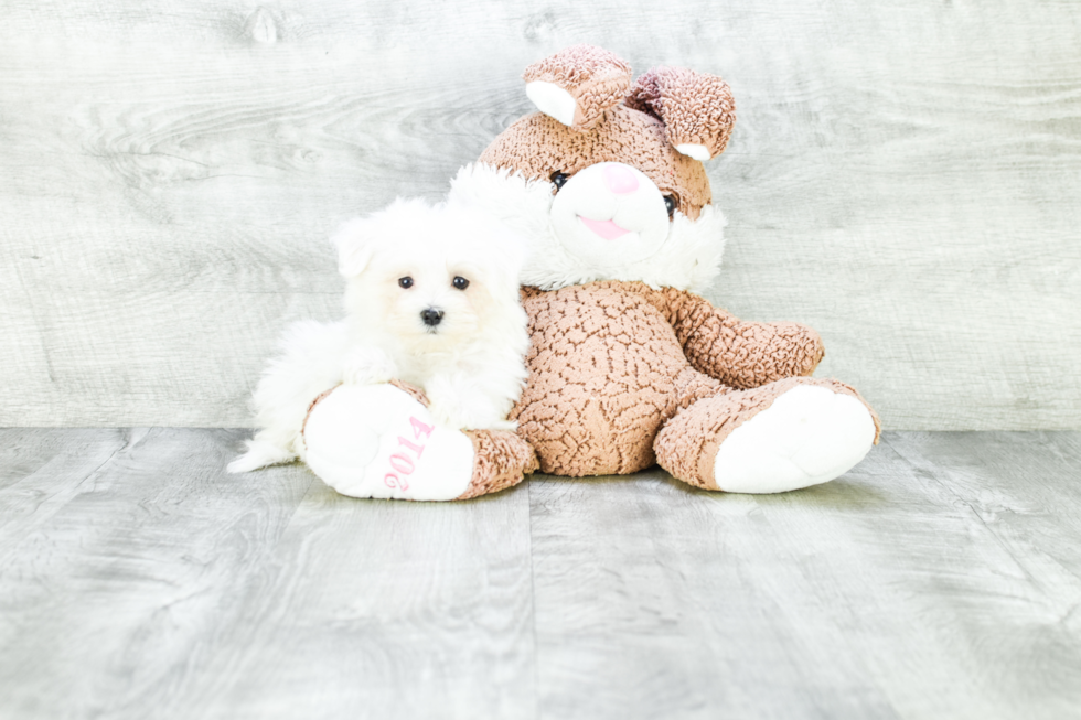 Maltese Pup Being Cute