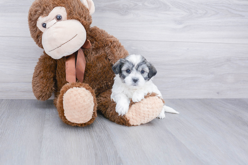 Popular Maltipoo Poodle Mix Pup