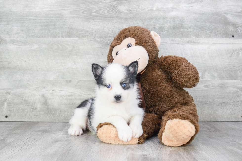 Small Pomsky Baby