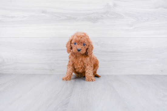 Cavapoo Puppy for Adoption