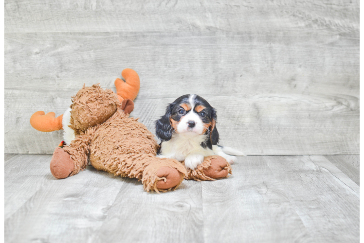 Cavalier King Charles Spaniel Puppy for Adoption