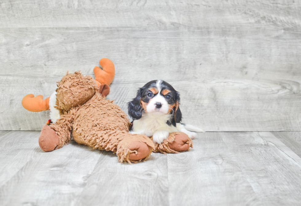 Cavalier King Charles Spaniel Puppy for Adoption