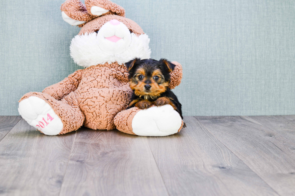 Meet Joey - our Yorkshire Terrier Puppy Photo 