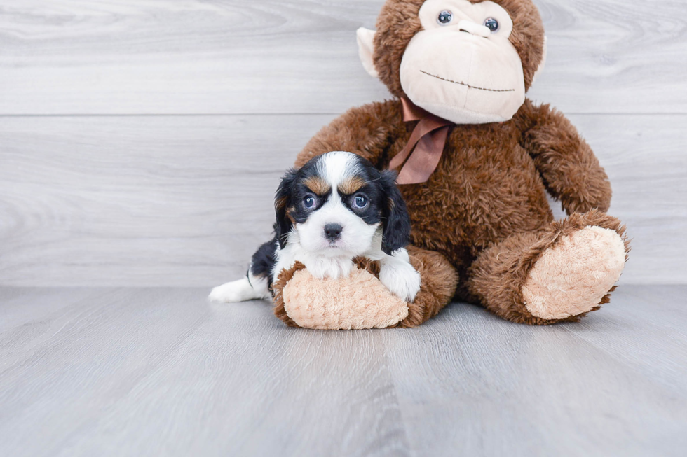 Fluffy Cavalier King Charles Spaniel Purebred Puppy