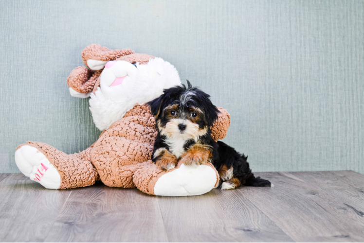 Friendly Morkie Baby