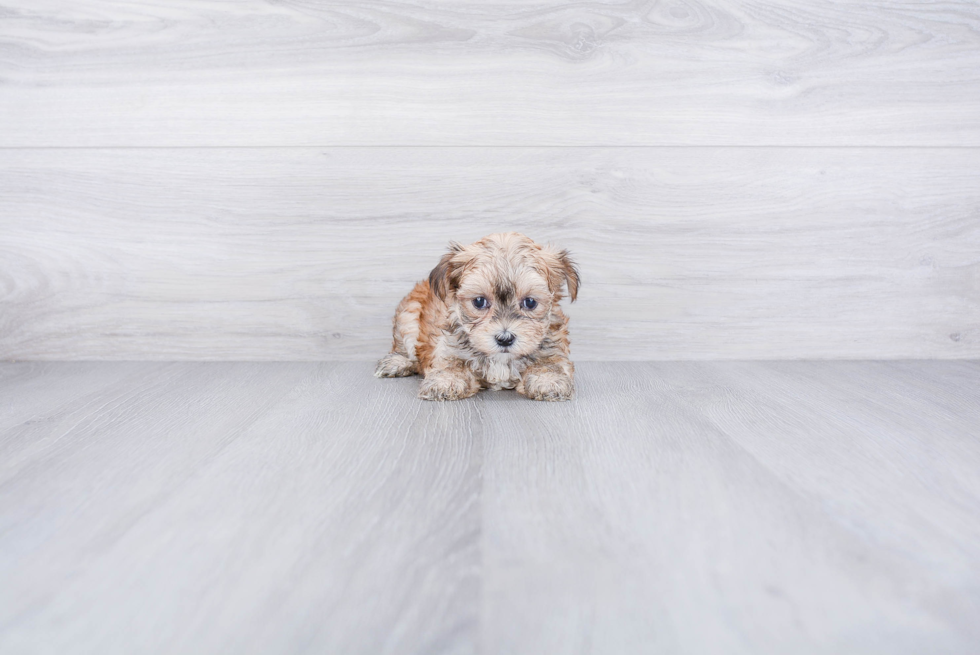 Energetic Yorkie Designer Puppy