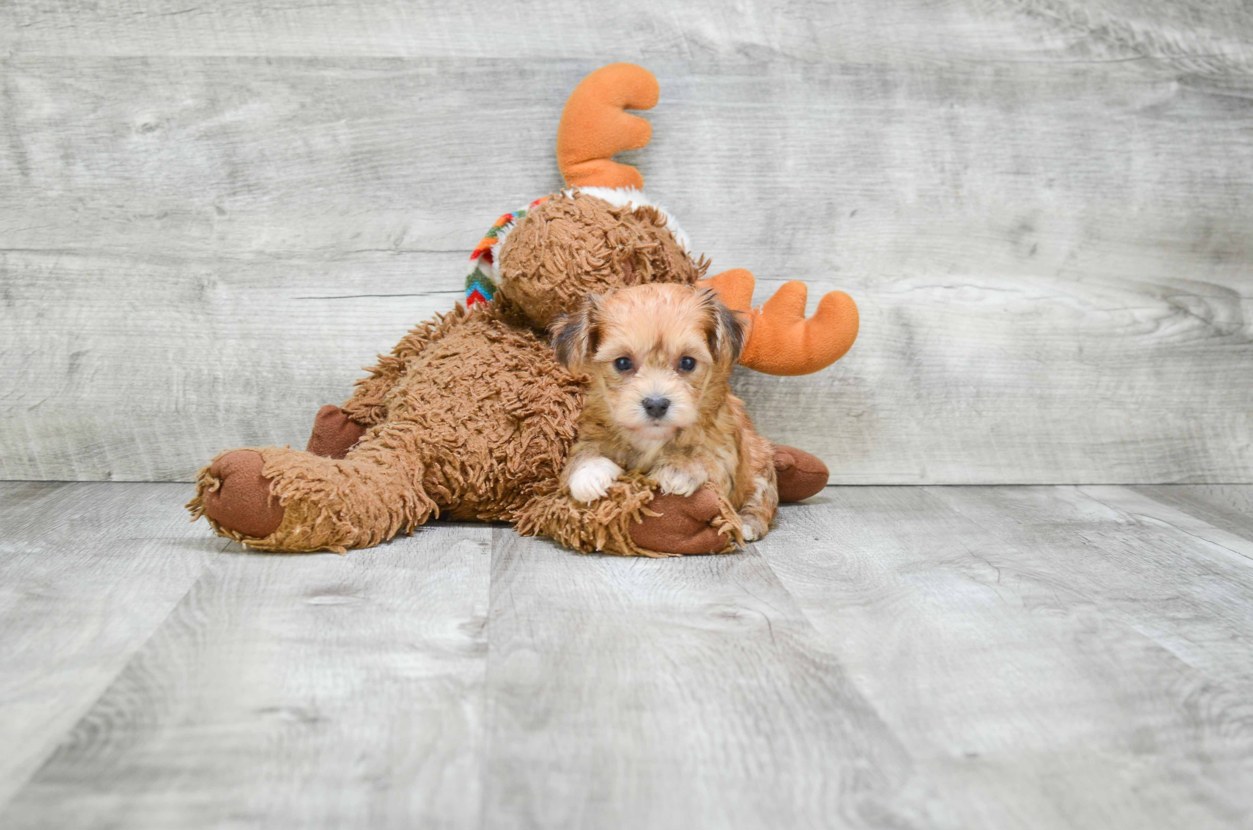 Friendly Morkie Baby
