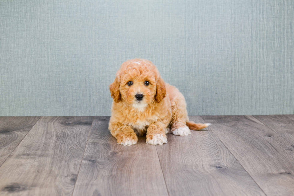 Mini Goldendoodle Pup Being Cute