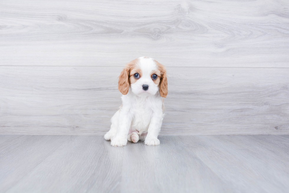 Adorable Cavalier King Charles Spaniel Purebred Puppy