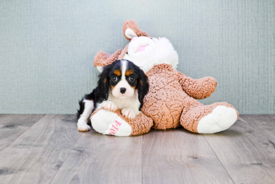 Cavalier King Charles Spaniel Puppy for Adoption