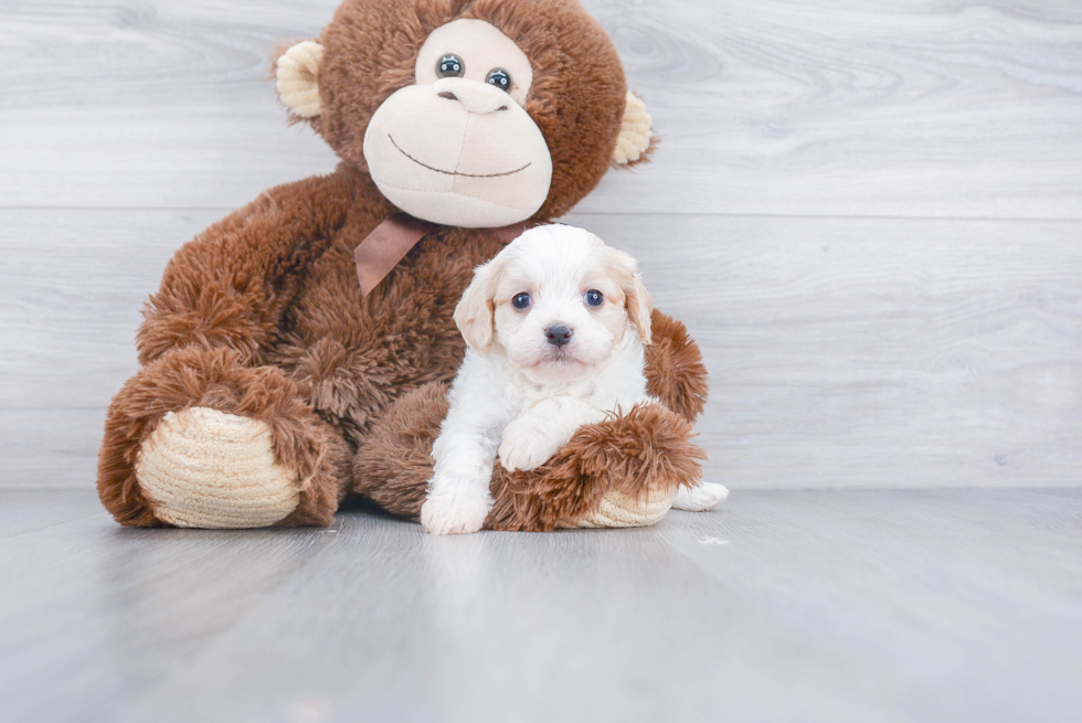 Cavachon Puppy for Adoption