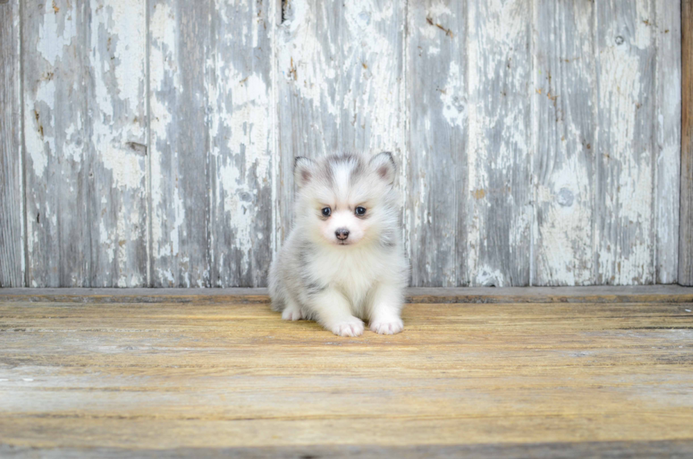 Pomsky Puppy for Adoption