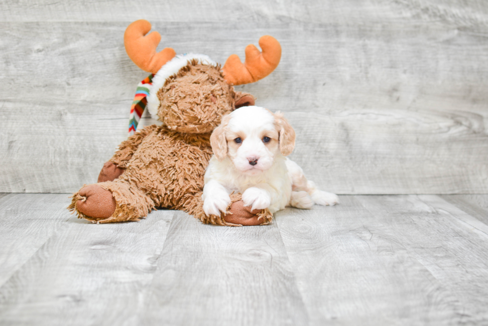 Energetic Cavoodle Poodle Mix Puppy