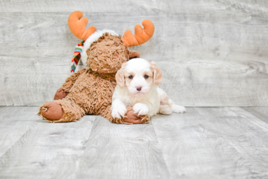 Energetic Cavoodle Poodle Mix Puppy