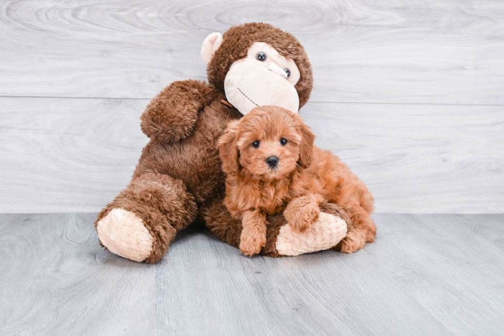 Popular Cavapoo Poodle Mix Pup