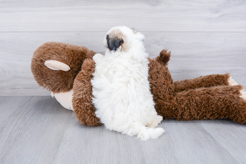 Friendly Teddy Bear Baby