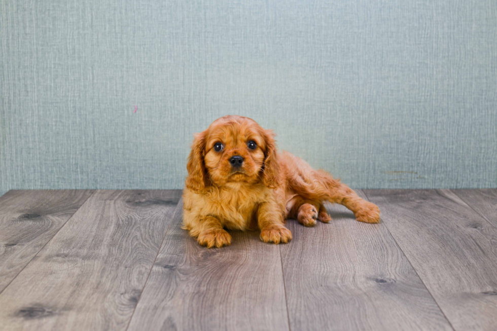 Akc Registered Cavalier King Charles Spaniel Baby