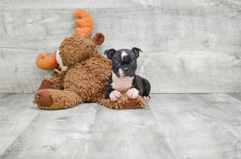 Akc Registered Boston Terrier Purebred Pup