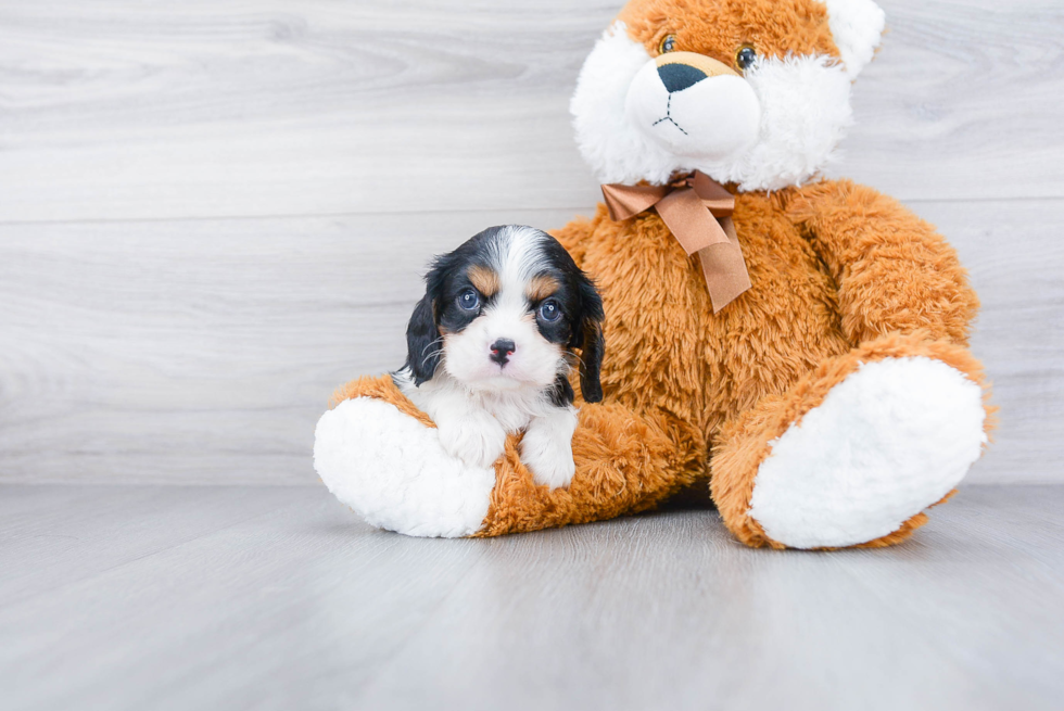 Popular Cavalier King Charles Spaniel Purebred Pup