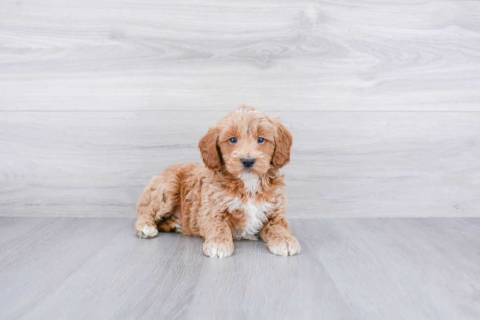 Playful Golden Retriever Poodle Mix Puppy