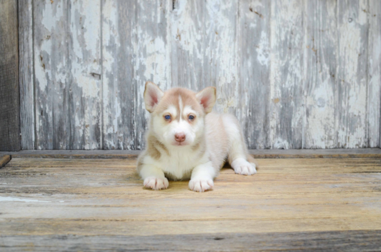 Pomsky Pup Being Cute