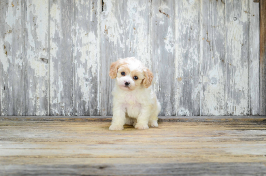 Cavachon Pup Being Cute