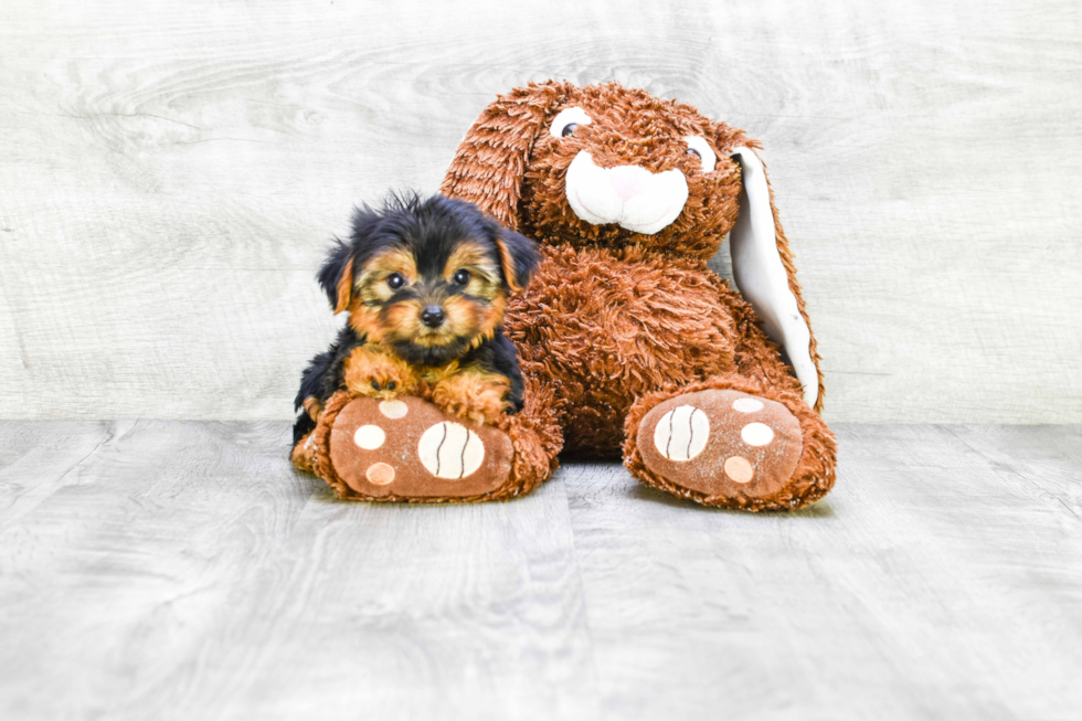 Meet Capone - our Yorkshire Terrier Puppy Photo 