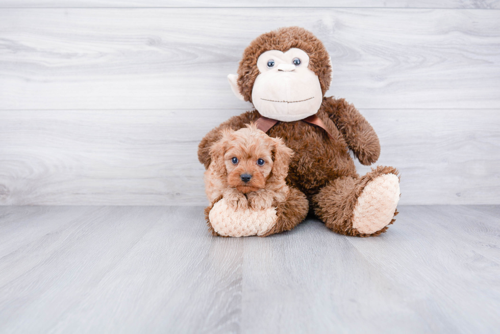 Best Cavapoo Baby