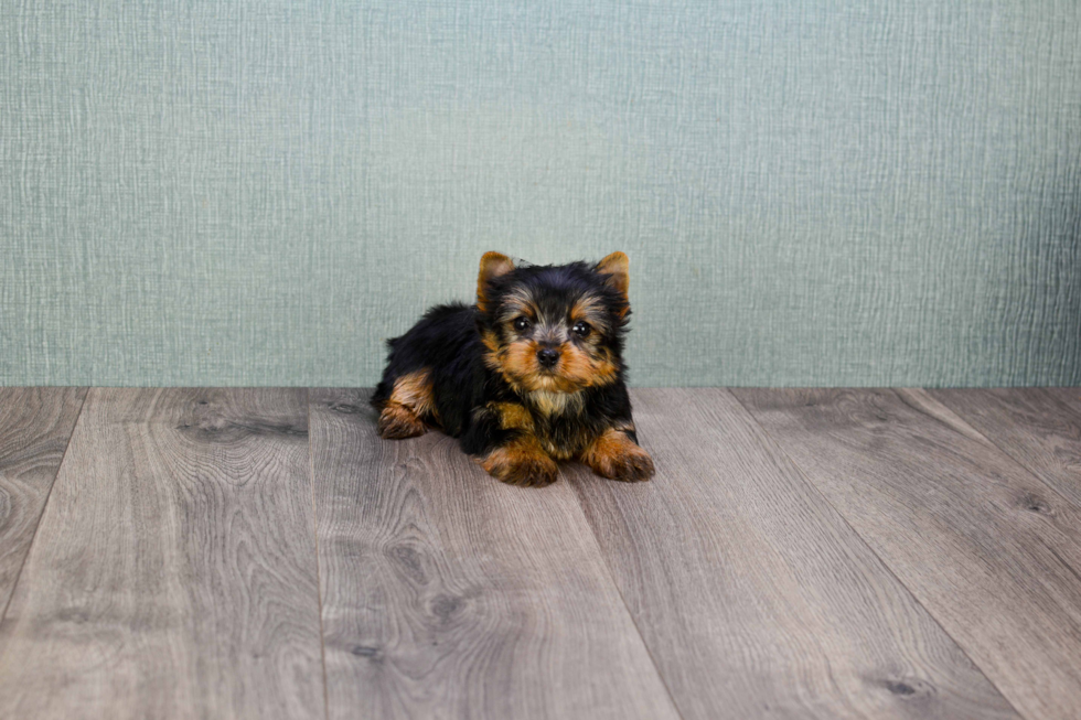 Meet Rebecca - our Yorkshire Terrier Puppy Photo 