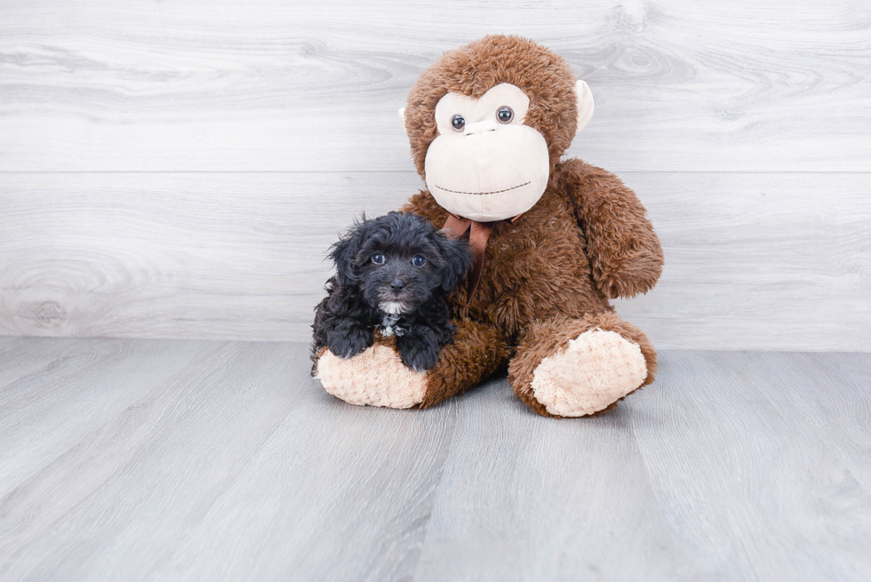 Funny Havanese Purebred Pup
