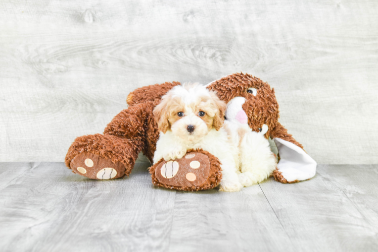 Cavapoo Pup Being Cute