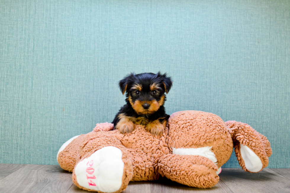 Meet Izzie - our Yorkshire Terrier Puppy Photo 