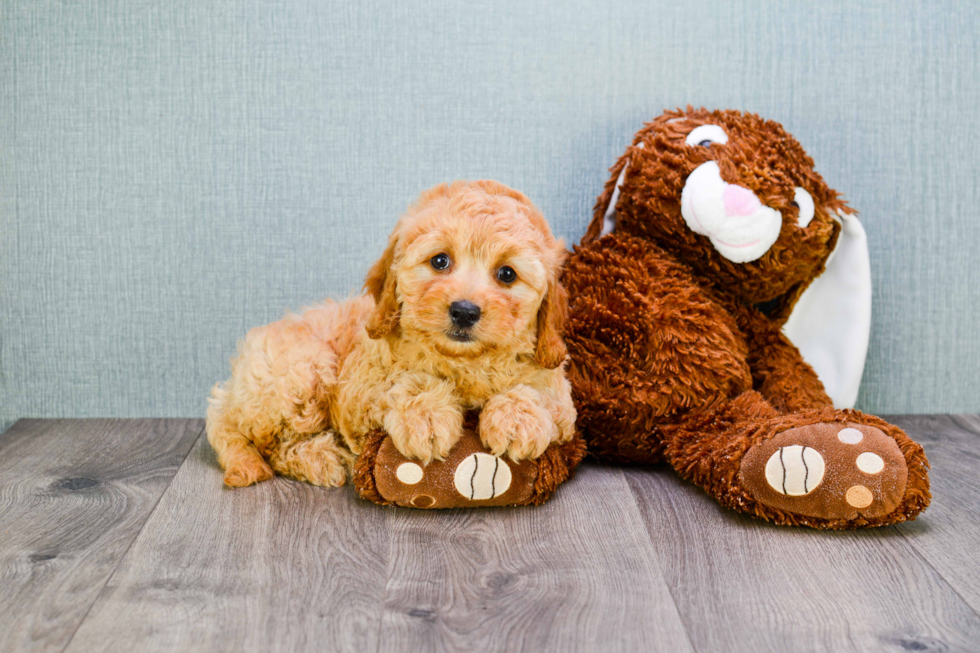 Best Mini Goldendoodle Baby