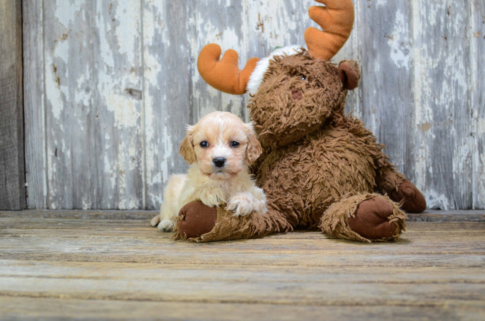 Happy Cavapoo Baby