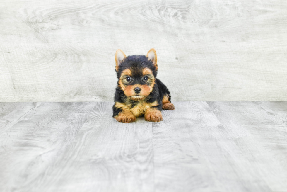 Meet Ronaldo - our Yorkshire Terrier Puppy Photo 