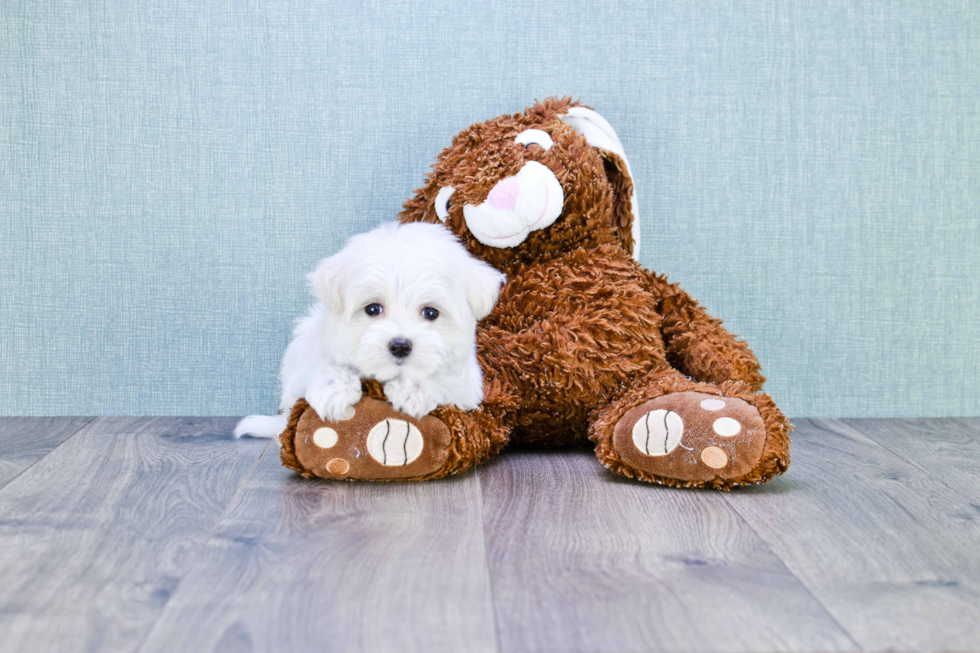 Maltipoo Pup Being Cute