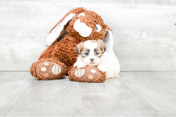 Energetic Shitzu Designer Puppy