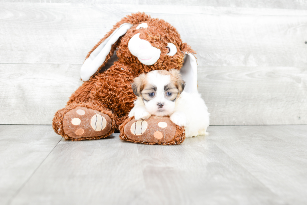 Energetic Shitzu Designer Puppy