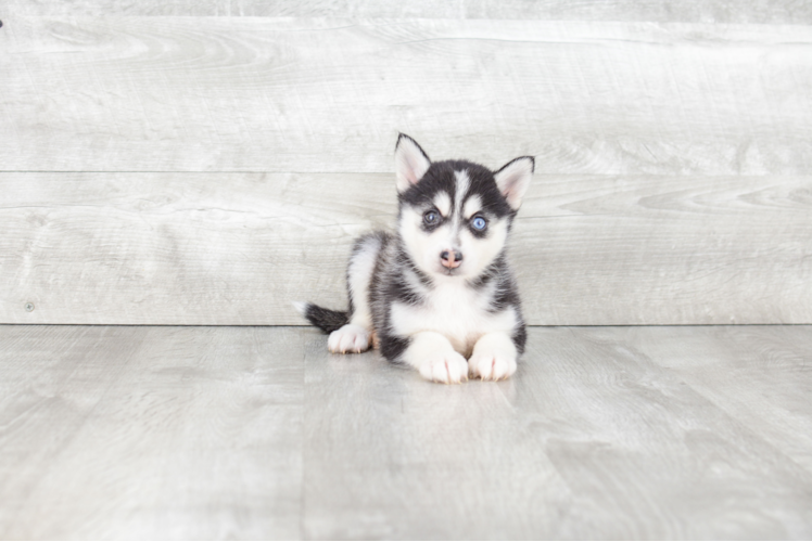 Pomsky Pup Being Cute