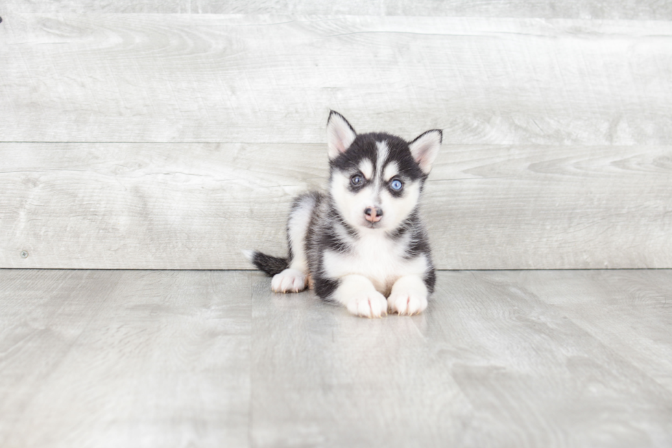 Pomsky Pup Being Cute