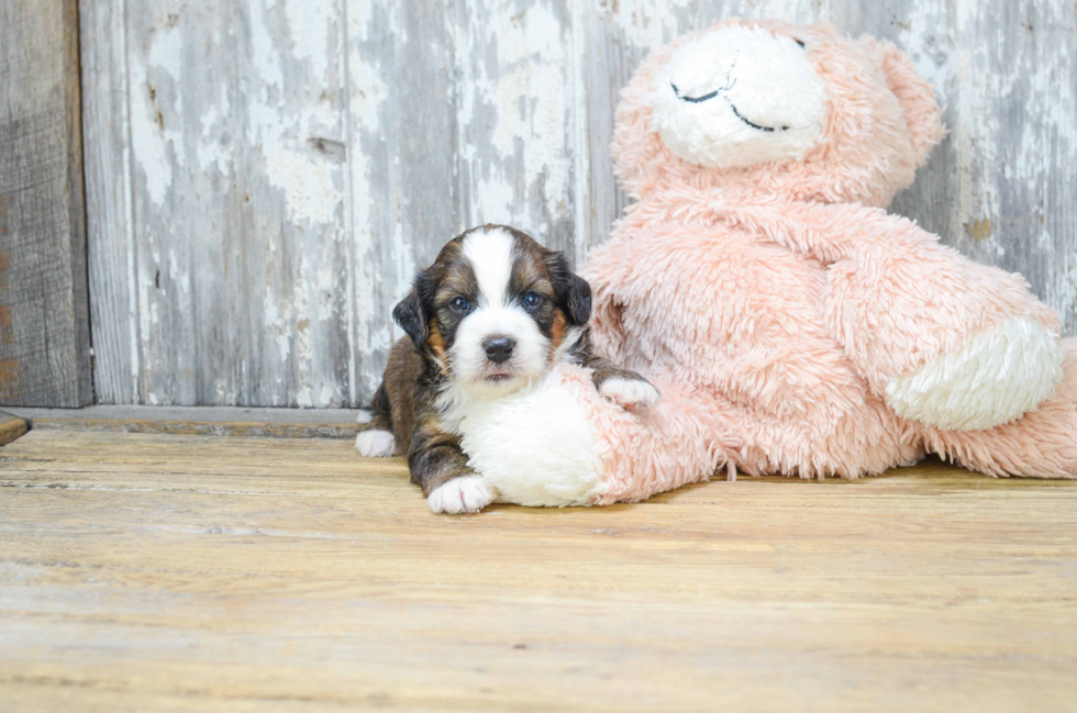 Sweet Mini Bernedoodle Baby