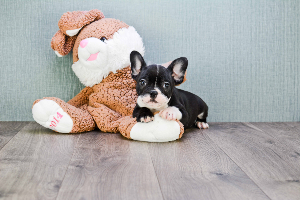 Friendly French Bulldog Baby