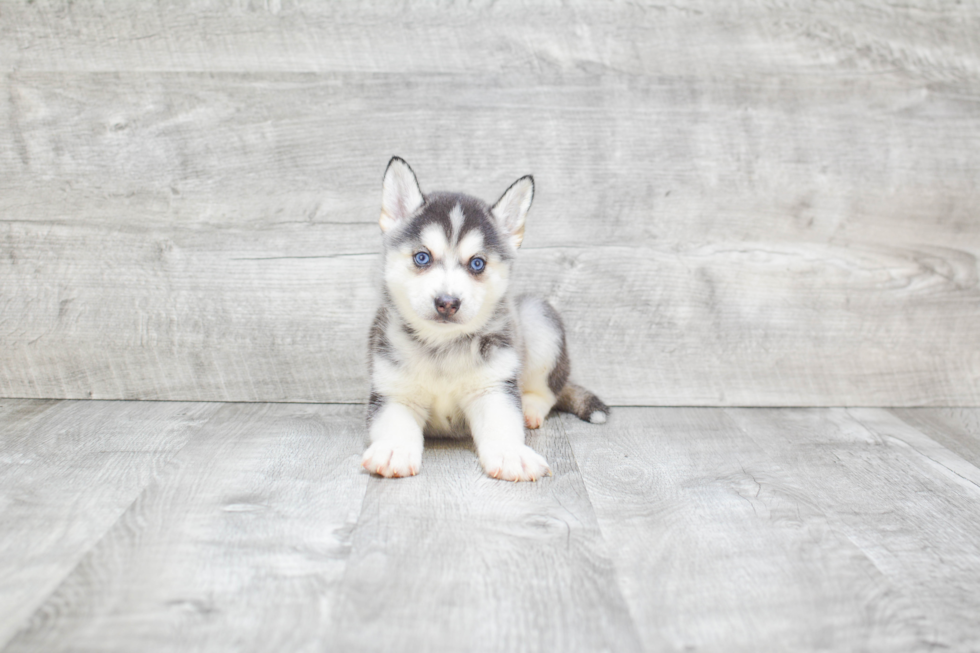 Pomsky Pup Being Cute