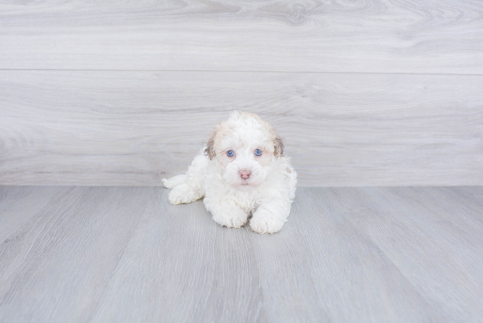 Havanese Puppy for Adoption