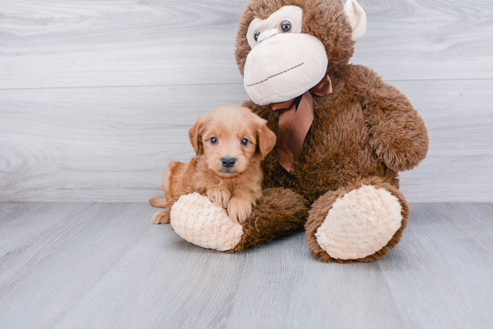 Best Mini Goldendoodle Baby