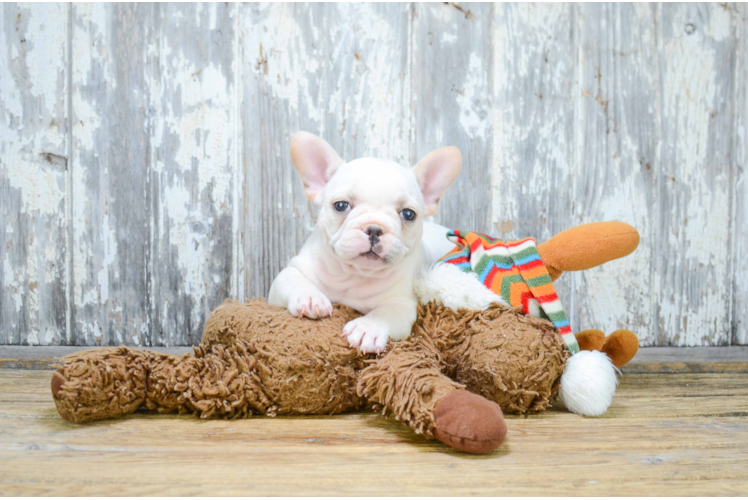 Playful French Bulldog Purebred Pup