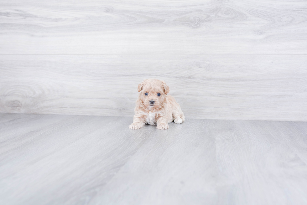 Maltipoo Puppy for Adoption