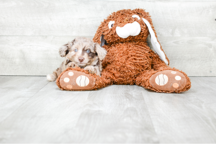 Best Mini Aussiedoodle Baby