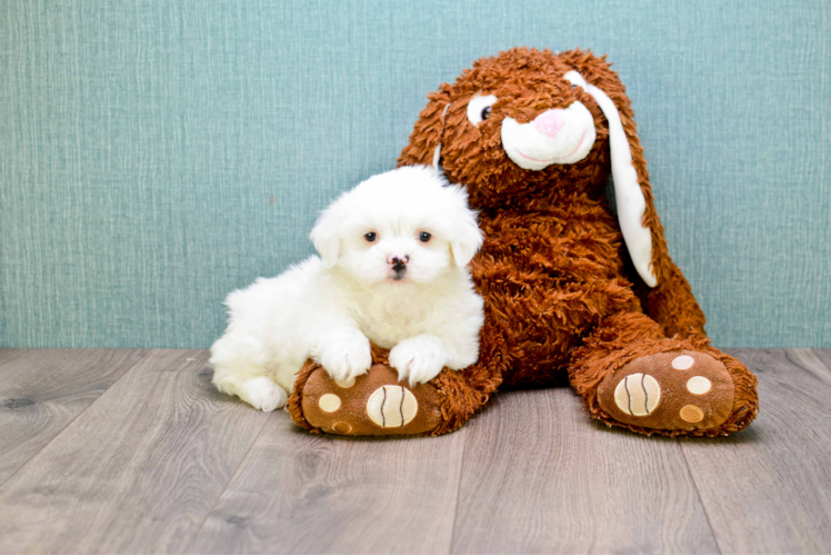 Popular Teddy Bear Designer Pup