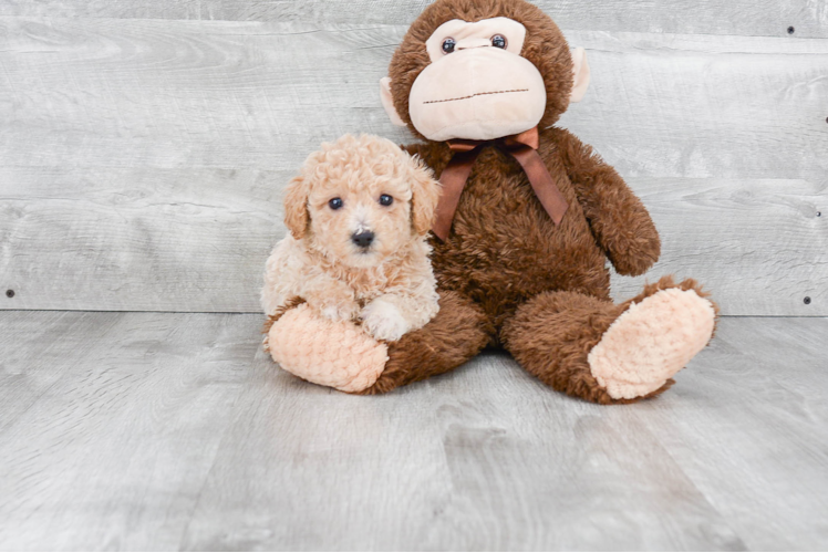 Sweet Maltipoo Baby